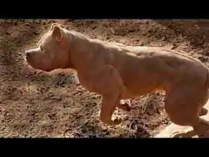 Video: TOP 10 SHORT HAIRED DOG BREEDS